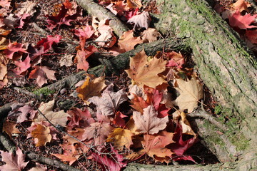 autumn leaves on the ground