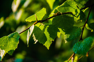 the sun's rays break through the birch leaves. Thick morning fog