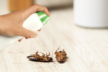 Pest control. Using household insecticide to kill cockroaches at home, closeup