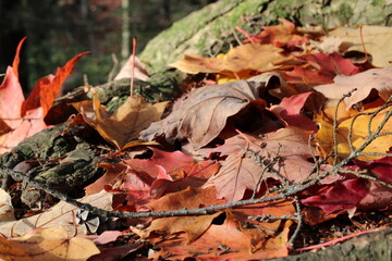 fallen autumn leaves