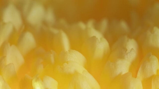 Colorful dahlia flower with morning