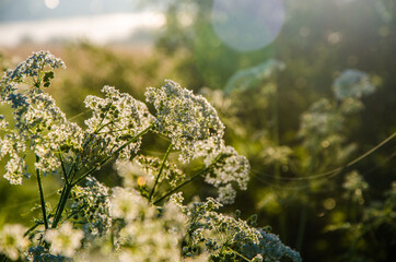 yarrow in the frost and morning mist by the pond - 387894916