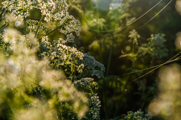 yarrow in the frost and morning mist by the pond