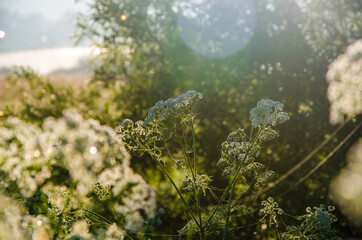 yarrow in the frost and morning mist by the pond