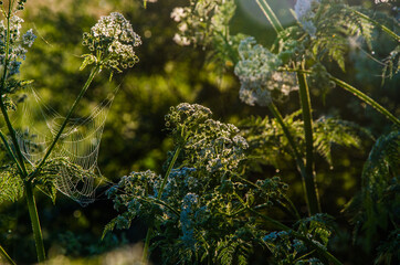 yarrow in the frost and morning mist by the pond