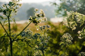 yarrow in the frost and morning mist by the pond