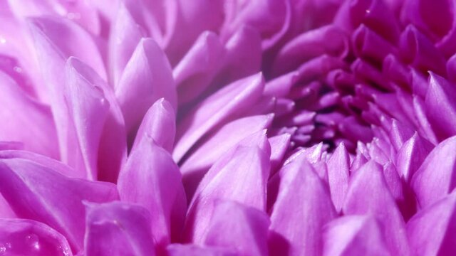 A purple Dahlia flower on black background. close ap and rotated