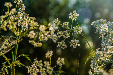 Fototapeta premium yarrow in the frost and morning mist by the pond