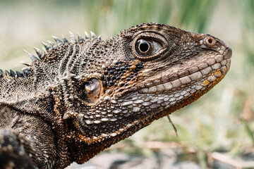 close up of a lizard