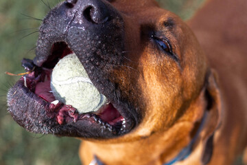 Dog playing with ball