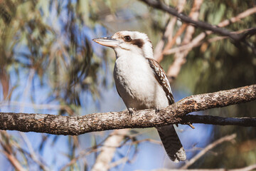 Kookaburra