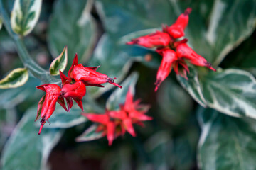 Devil's backbone flowers (Euphorbia tithymaloides or Pedilanthus tithymaloides), Brazil