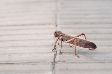 saltamontes sobre baldosa 