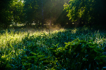 the sun's rays break through the birch leaves. Thick morning fog