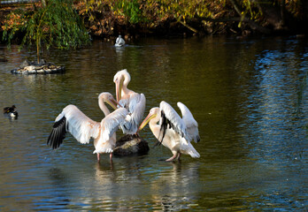 a flock of birds pelicans white in the water