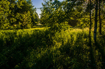 Obraz premium the sun's rays break through the birch leaves. Thick morning fog