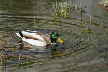 Mallard in the water