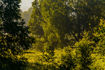 the sun's rays break through the birch leaves. Thick morning fog