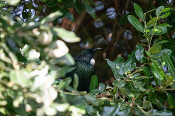 Tui bird among the leaves of a tree in New Zealand