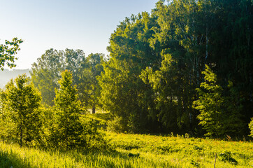 the sun's rays break through the birch leaves. Thick morning fog