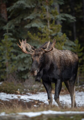 Moose in snow in Jasper National Park Canada 