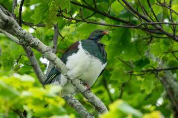 Kereru wood pigeon in a tree in New Zealand