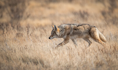 Coyote in Canada  © Harry Collins