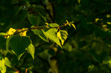 the sun's rays break through the birch leaves. Thick morning fog