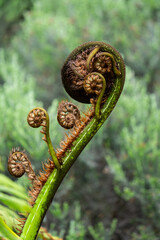 Koru Fern Frond in New Zealand © Acres