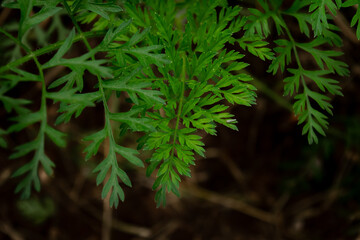 green real carrot leaves on a dark background