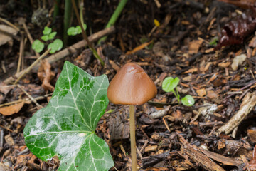 A single example of the liberty cap or psilocybe semilanceata.
