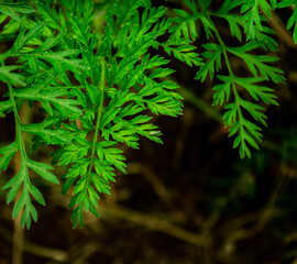 green real carrot leaves on a dark background