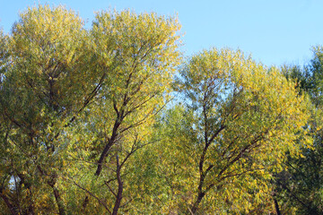 Fall in the San Luis National Wildlife Refuge