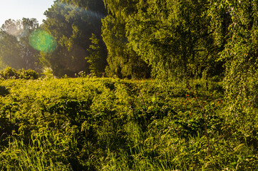 early morning. forest hiding in the fog. forest path