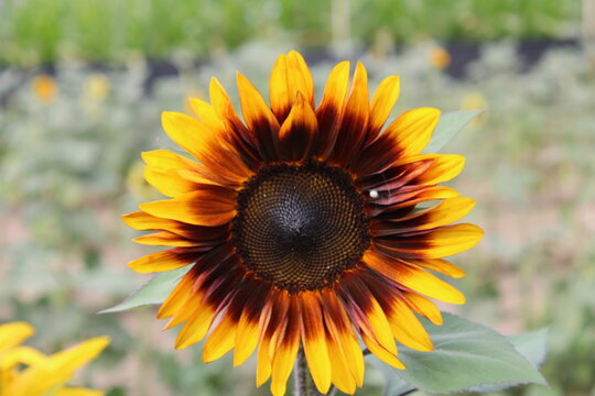 sunflower in the field