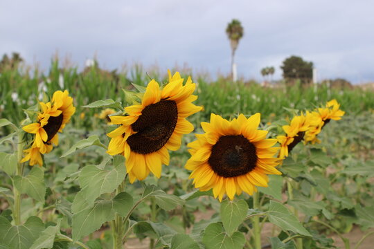 field of sunflowers