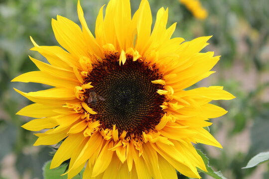 sunflower in the garden