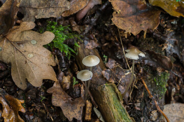 The small fairy helmet or mycena galericulata growing in deep leaf-litter.

