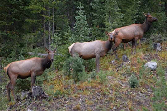 Elks in rocky mountain national park