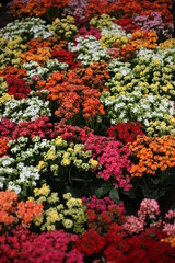Flores de colores en mercado de las flores en mexico
