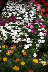 Flores de colores en mercado de las flores en mexico