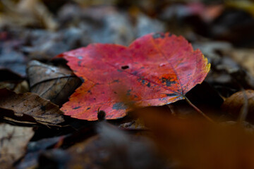 Red Leaf In the Forest