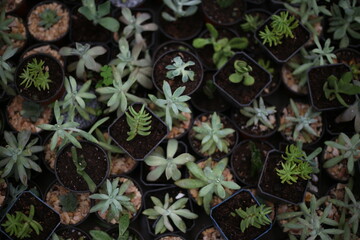 especies de plantas en mercado de las flores en mexico
