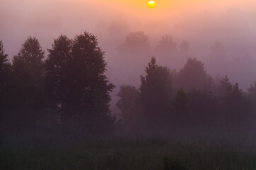 Thick mystical fog over a green forest. Juicy grass.
