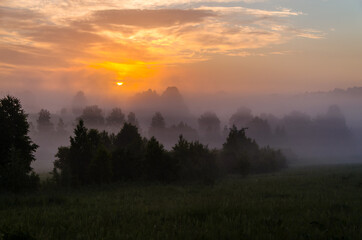 Thick mystical fog over a green forest. Juicy grass.