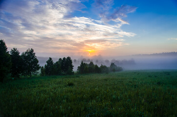 Obraz premium Thick mystical fog over a green forest. Juicy grass.