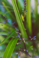 native Australian Daniella grass with flowers outdoor in sunny backyard
