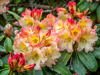  Orange Rhododendron
