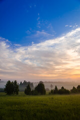 Obraz premium Thick mystical fog over a green forest. Juicy grass.