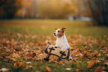 dog near bag in the autumn park. Jack Russell Terrier in nature. pet outdoors